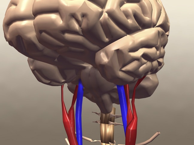 Brain with blood vessels