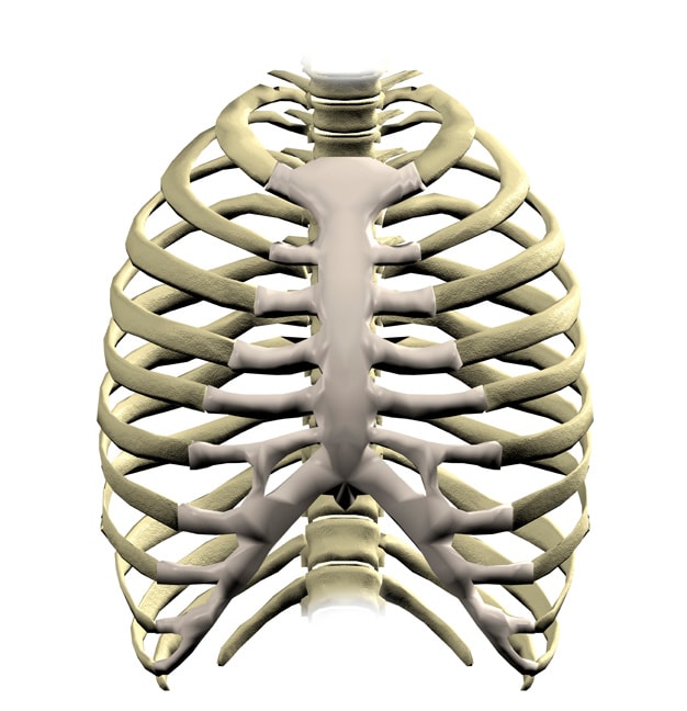 Human ribcage anatomy