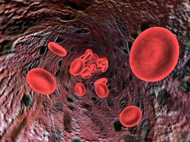 Red blood cells in artery