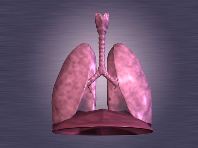 Human lungs anatomy