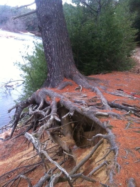Exposed tree roots riverbank forest