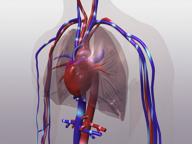 Cardiovascular system